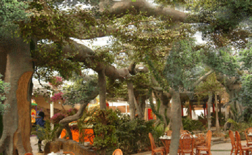 DSC01835-2.gif